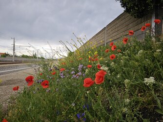 20250504_073025.jpg