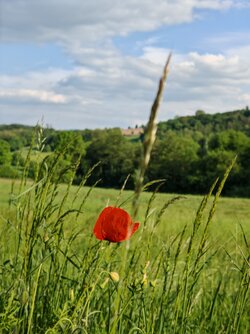 IMG_20250507_173656.jpg