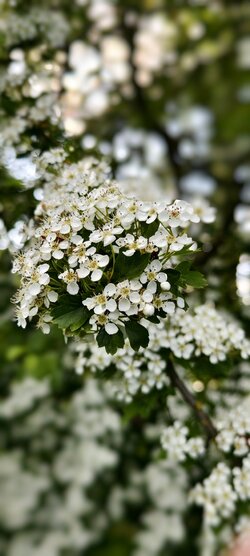 IMG_20250508_181745.jpg