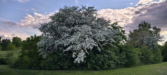 IMG_20250508_184456.jpg