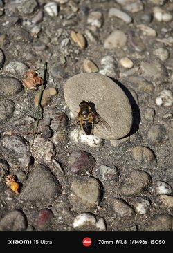 IMG_20250406_122058.jpg