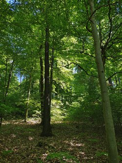 IMG_20250509_150634812_HDR.jpg