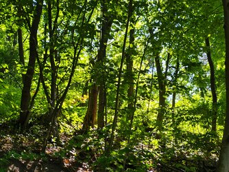IMG_20250509_154620237_HDR.jpg