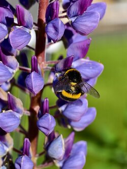 IMG_20250510_084335.jpg