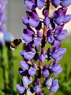 IMG_20250510_084326.jpg