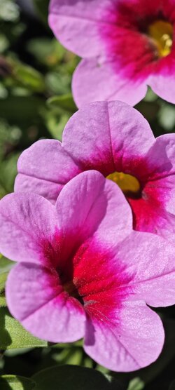 IMG_20250510_113033.jpg