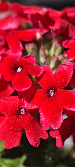 IMG_20250510_113328.jpg