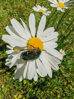 IMG_20250510_140545.jpg