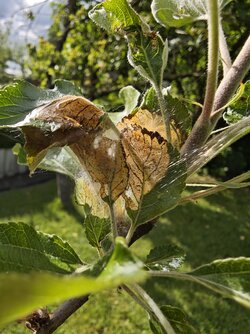 IMG_20250504_170008.jpg