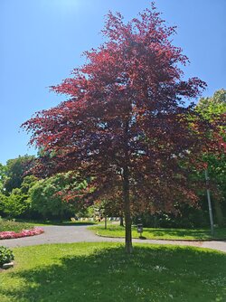 IMG_20250510_142955.jpg