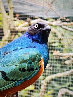 IMG_20250509_191709.jpg