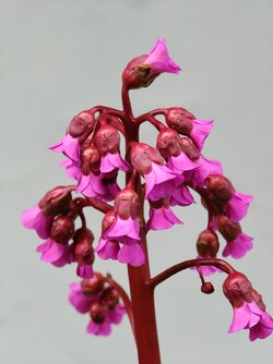 IMG20250509091934.jpg
