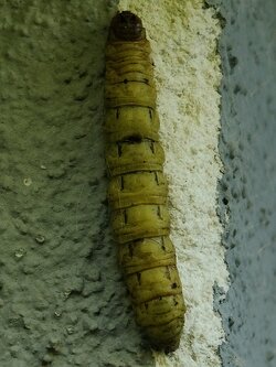 IMG20250511153203~2.jpg