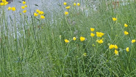 Gelbe Blumen 9mp 6xZoom.jpg