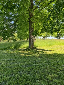 IMG_20250511_161843.jpg