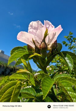 Gcam20250511_120618751.jpg