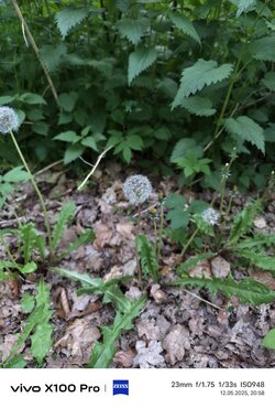 IMG_20250512_205851.jpg