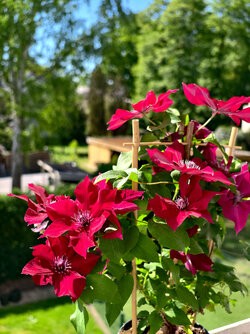 IMG_20250513_105817.jpg