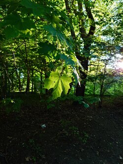 20250511_194839.JPG