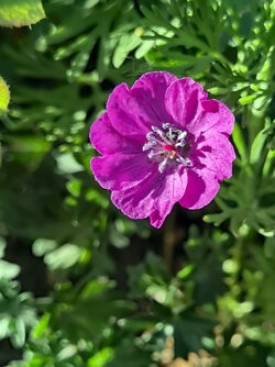IMG_20250509_191309.jpg