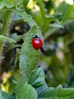 IMG_20250509_191236.jpg