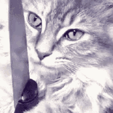 .animated_1747214661073.gif