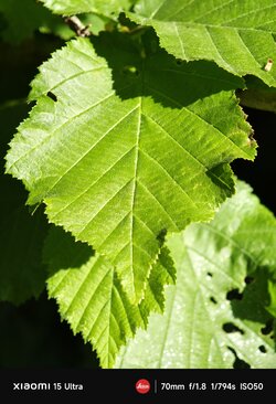 IMG_20250514_174939.jpg