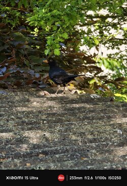 IMG_20250514_175956.jpg