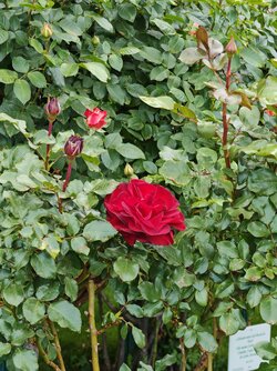 IMG_20250514_185159.jpg