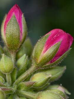 IMG_20250513_141208.jpg
