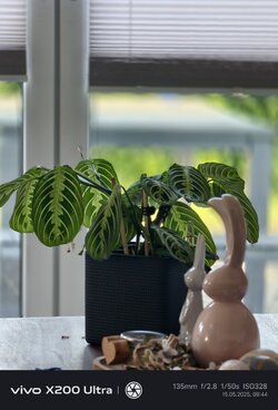 IMG_20250515_084448.jpg