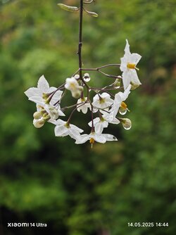 IMG_20250514_144442.jpg