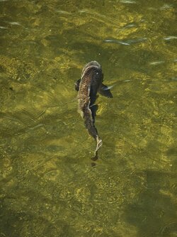 IMG_20250512_223648.jpg