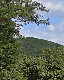 IMG_9969.jpeg