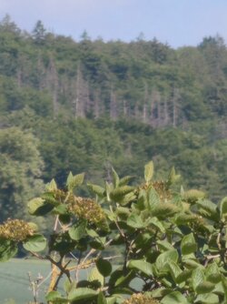 IMG_9971.jpeg