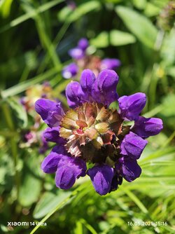 IMG_20250516_151616.jpg