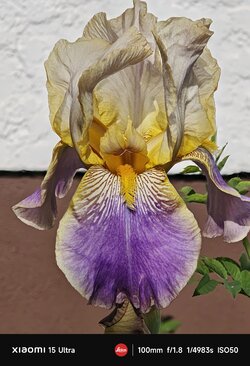 IMG_20250516_174052.jpg