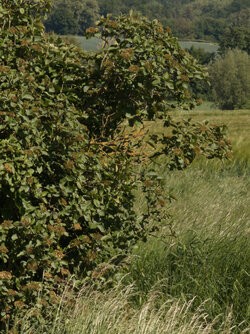O Tele RAWmx 12MP 270mm crop.jpg