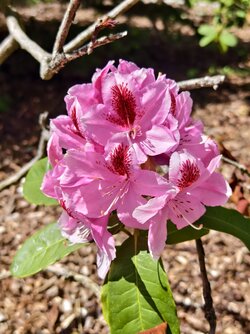 IMG_20250506_123910.jpg