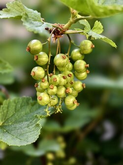 IMG_20250513_173547.jpg