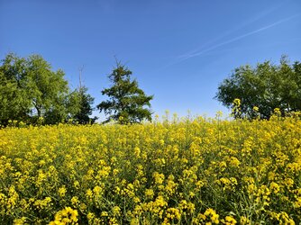 IMG_20250512_170001.jpg