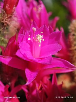 IMG_20250518_095422.jpg