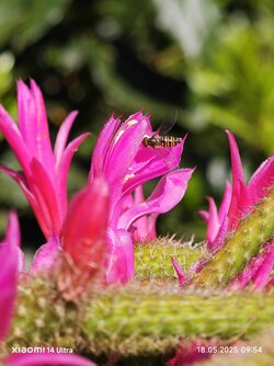 IMG_20250518_095454.jpg