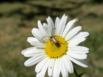 PXL_20250510_132758303.MACRO_FOCUS.jpg