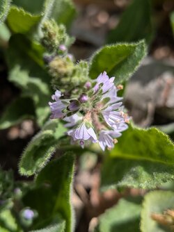 PXL_20250518_091520448.MACRO_FOCUS.jpg