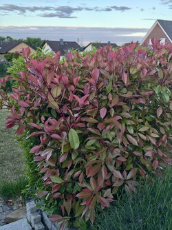IMG_20250519_060024.jpg