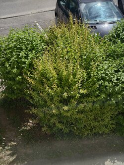 IMG_20250519_123930.jpg