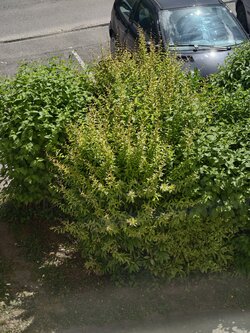 IMG_20250519_123936.jpg