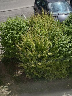 IMG_20250519_123943.jpg