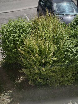 IMG_20250519_123945.jpg